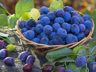 藍莓的主要價值