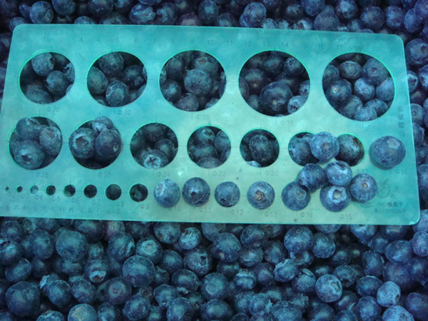 速凍藍莓